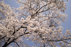 寺平の身延山桜