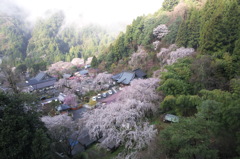 SDIM0074身延山西谷の桜