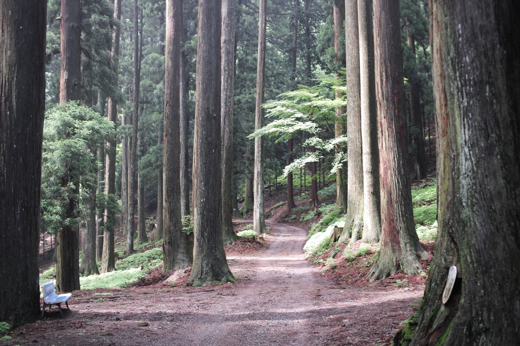 003身延山千本杉