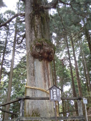 003身延山奥之院思親閣日蓮上人お手植え杉