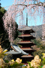15025身延山久遠寺の枝垂れ桜と五重塔