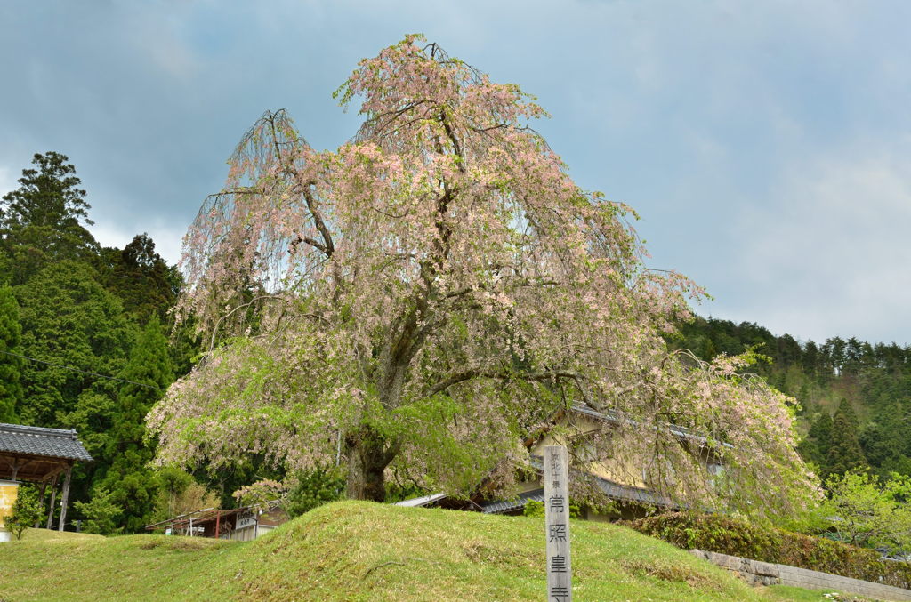 空蝉の・・散りにけり