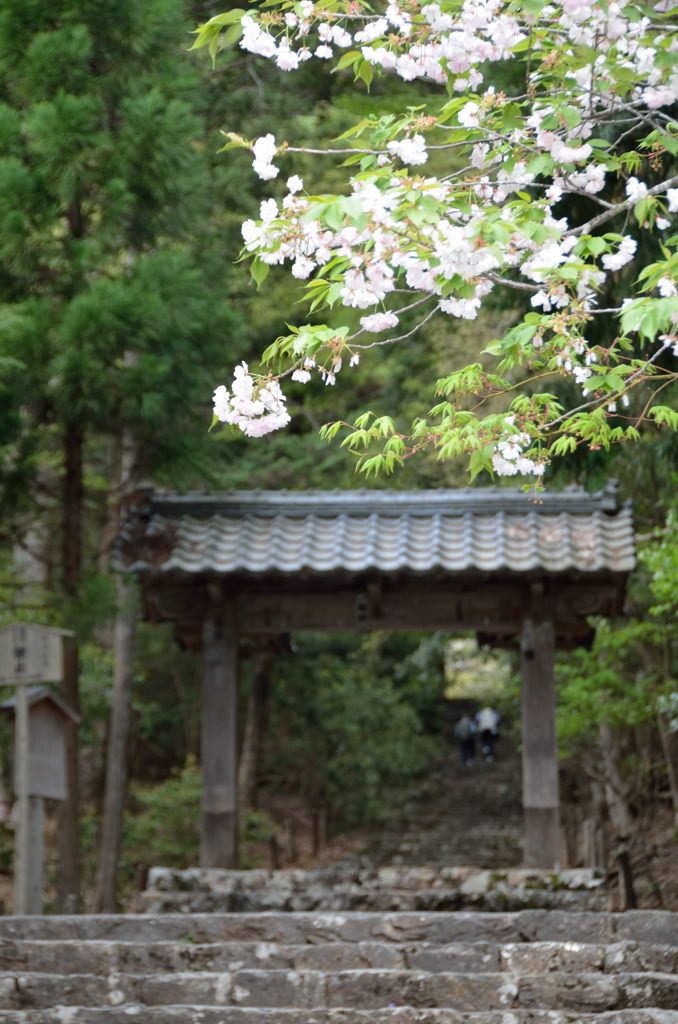 京都周山の春