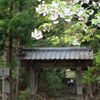 京都周山の春