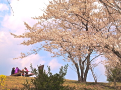 桜日和り