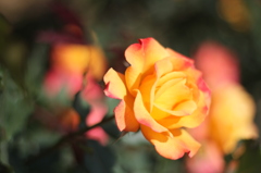 紅化粧