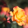 紅化粧