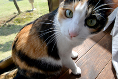猫2