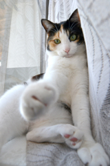 猫1