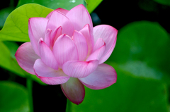 蓮の花