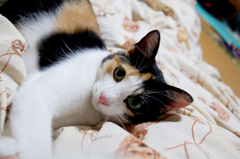 猫5