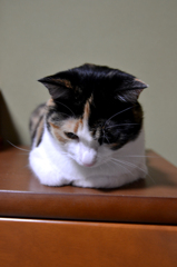 猫4