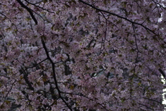 さくら