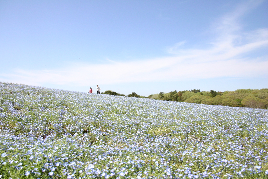 ネモフィラの丘