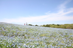 ネモフィラの丘