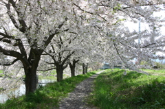 あのむこうに。。。