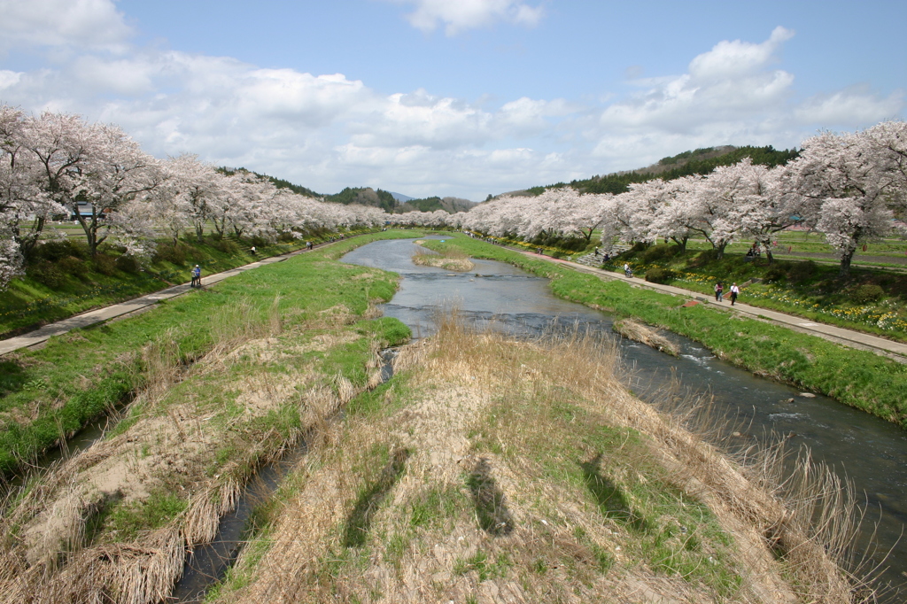 夏井千本桜