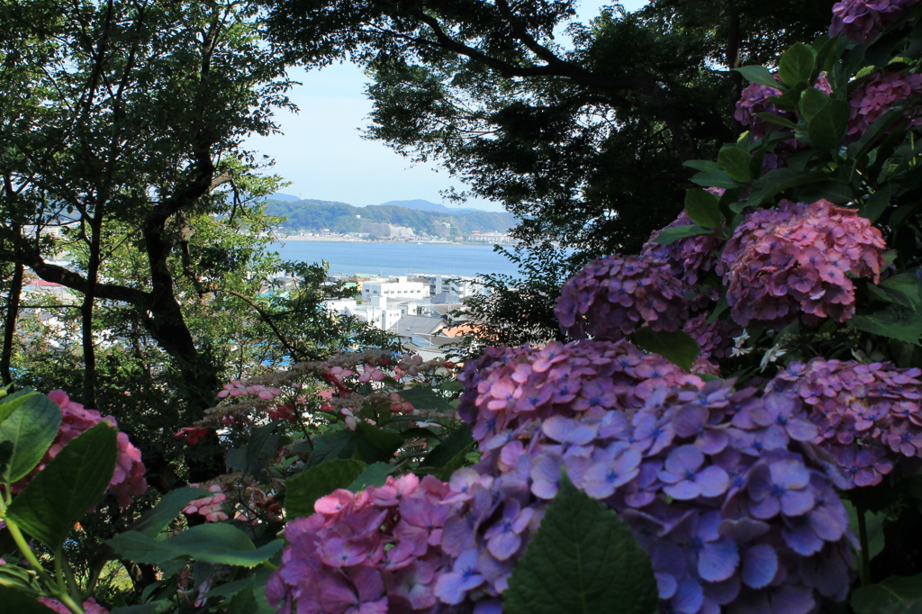 あじさい８