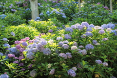 あじさい９
