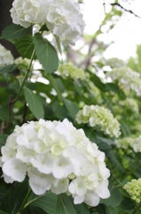 不忍池　紫陽花1