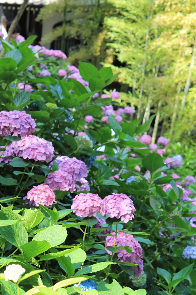 あじさい７