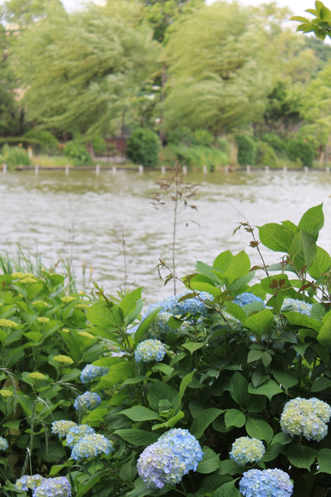 不忍池　紫陽花2