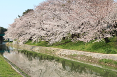 岡崎　桜