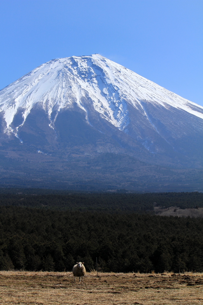 富士山と羊