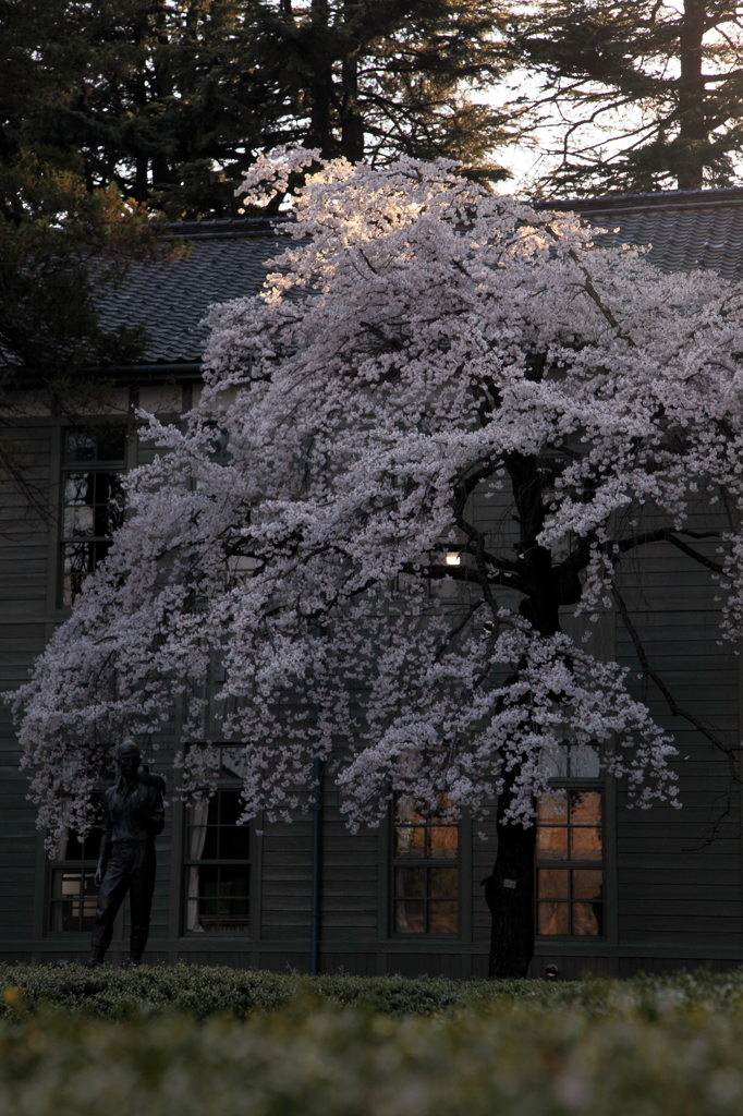 夕日に照らされて
