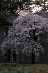 夕日に照らされて