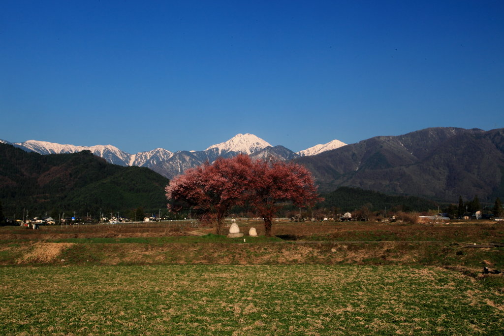安曇野の春