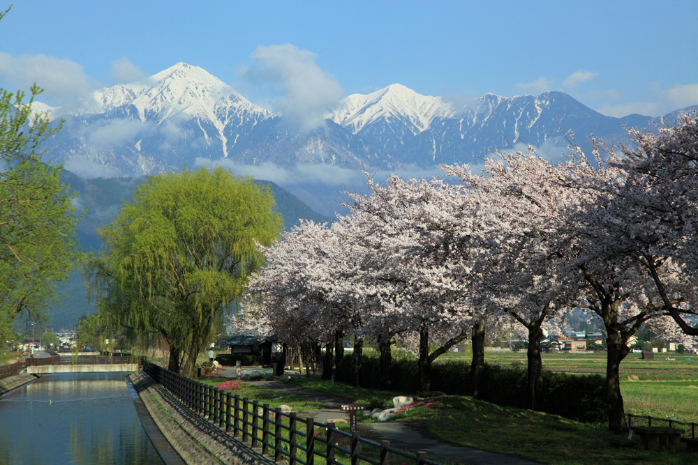 常念と桜並木