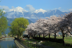 常念と桜並木