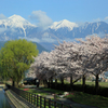 常念と桜並木