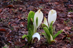 水芭蕉その１