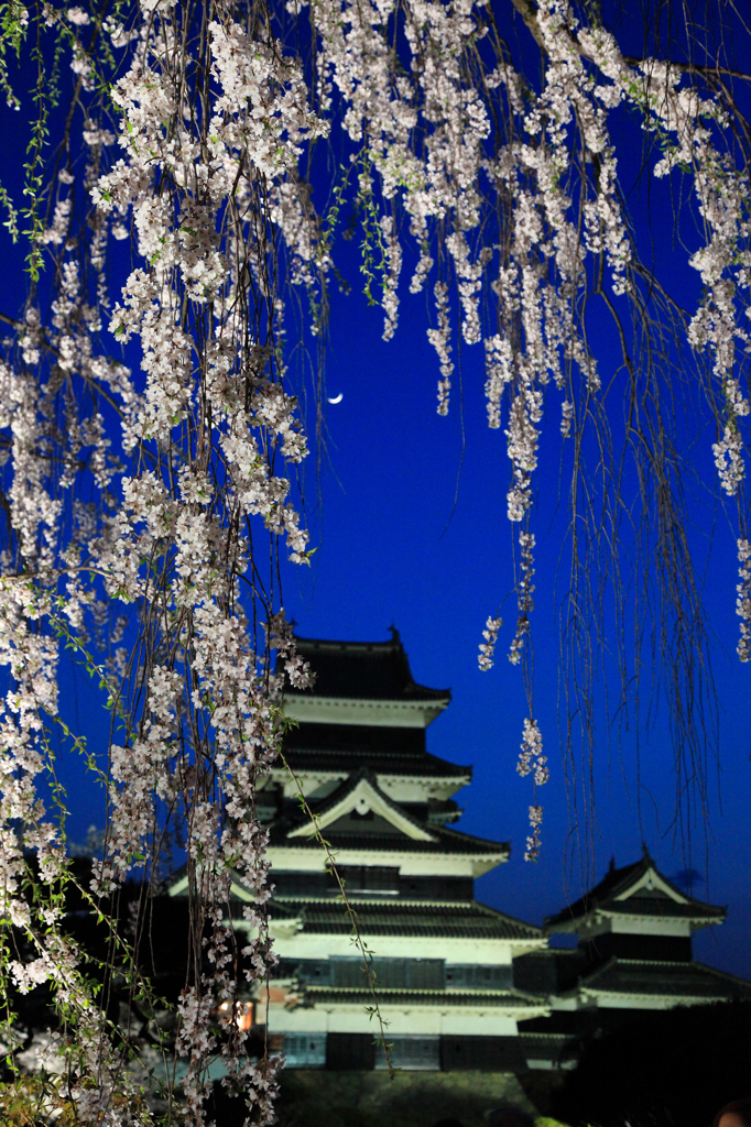 枝垂れ桜と三日月