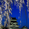 枝垂れ桜と三日月