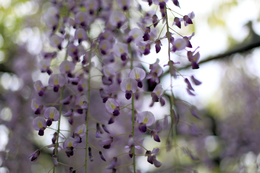 藤の花