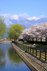 常念と桜並木