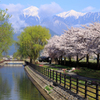常念と桜並木