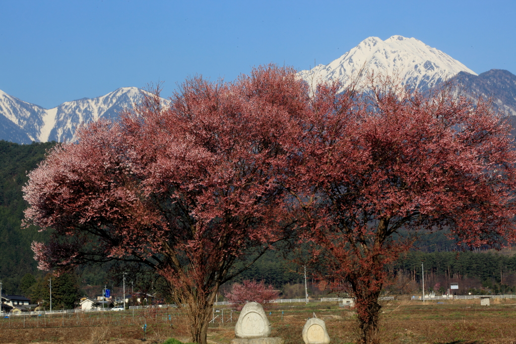 安曇野の春３