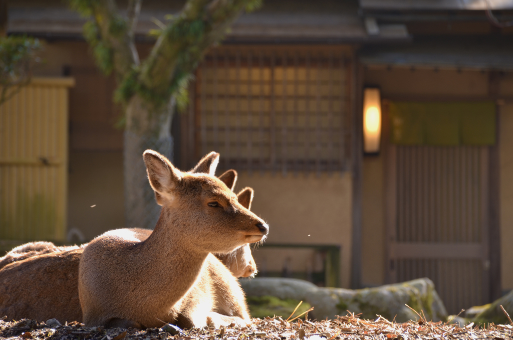 早春の穏やかなひととき
