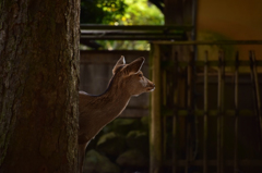 春を待つ