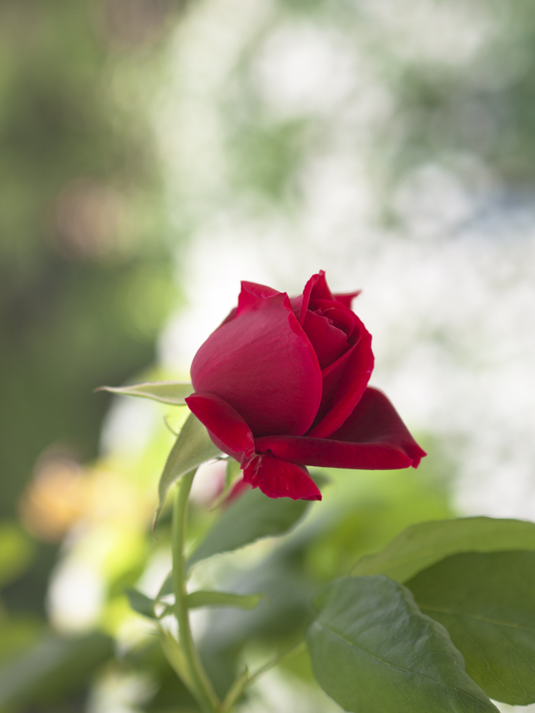 清き心に咲く愛の花