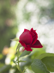 清き心に咲く愛の花