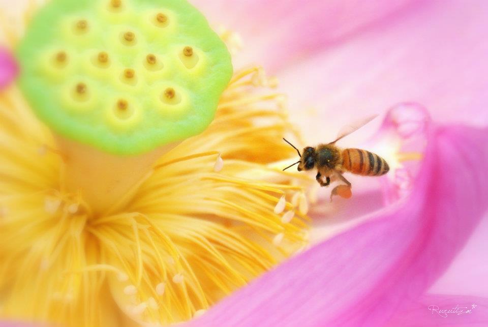 Lotus。