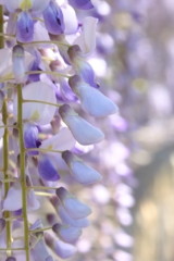 藤の花。