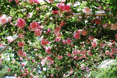 薔薇のアーチ。