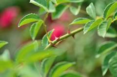 薔薇は薔薇