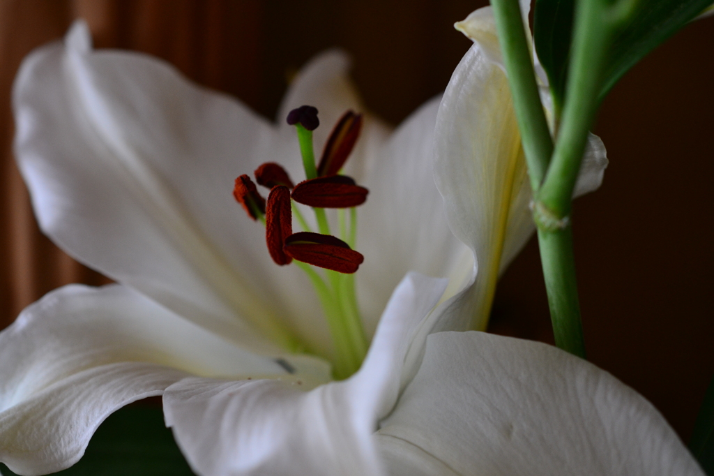 A Lily